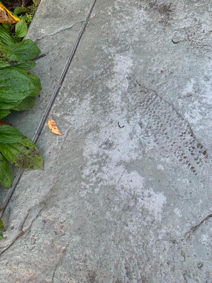 Clemons Concrete Coatings — customer photo